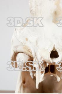 Skull photo reference 0054